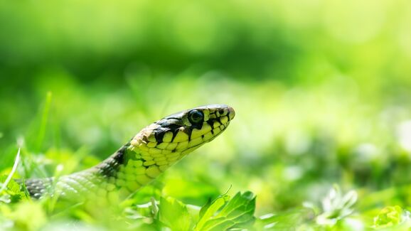No verão, cobras exibem comportamentos como reprodução e termorregulação