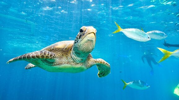 Tartarugas precisam de cuidados especiais no verão para evitar choque térmico