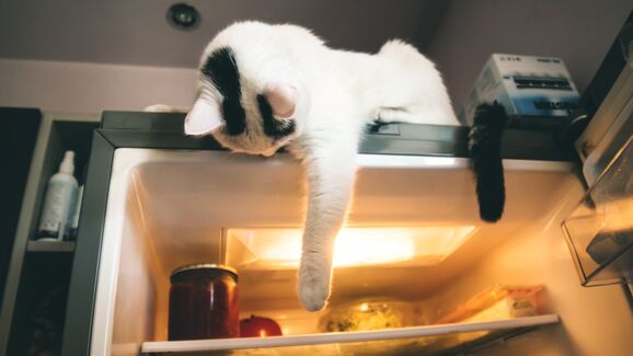 Gato curioso explora o frigorífico, comportamento comum em felinos domésticos