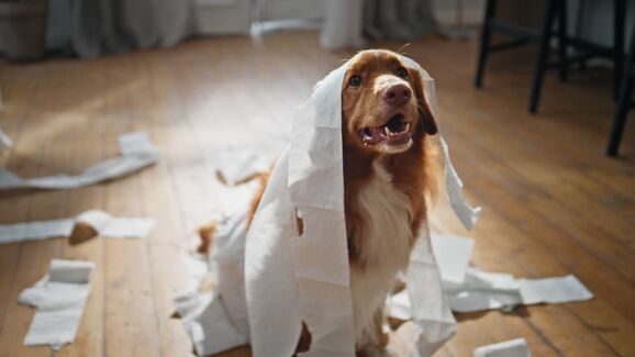 Cão castanho e branco coberto de papel higiénico numa divisão