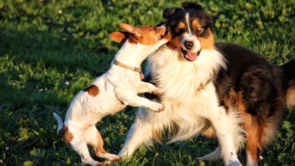Cães de grande e pequeno porte necessitam de cuidados diferentes para uma vida longa e saudável