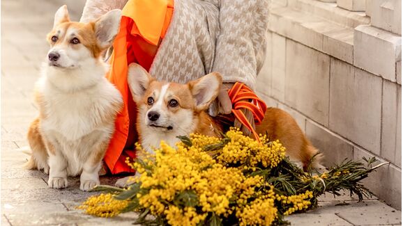 Corgis com flores amarelas e fita laranja num ambiente urbano