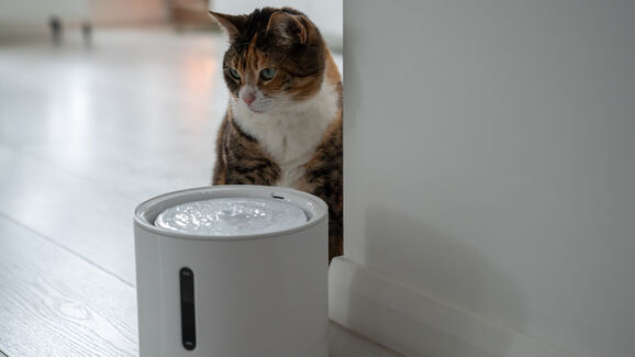 Bebedouro automático para animais garante água fresca e companhia ao seu patudo