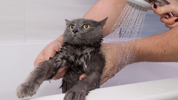 Gato recebe banho de duche com expressão tensa