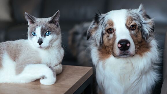 Sofre de alergias? Estas raças de cães e gatos são seguras para adotar.jpg