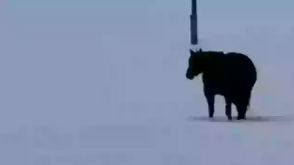 Desafio: Para onde caminha o cavalo?