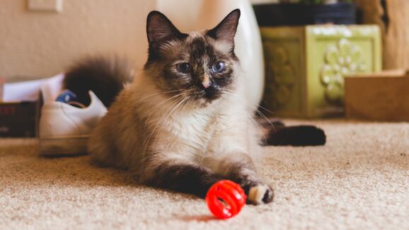 Exercício com recompensa? Esta bola vai deixar o seu gato muito feliz!