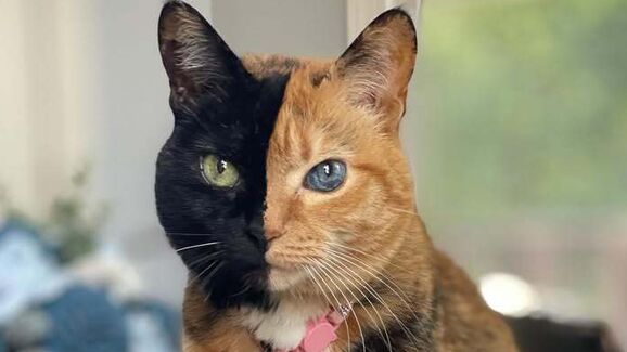 Venus, the Two Faced Cat