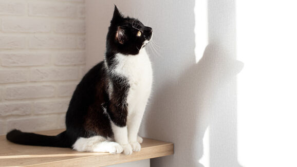 Afinal, porque é que os gatos são atraídos por luzes e lasers?