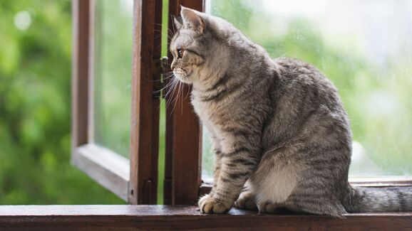 Vive num apartamento alto? Saiba como mantê-lo seguro para o seu gato