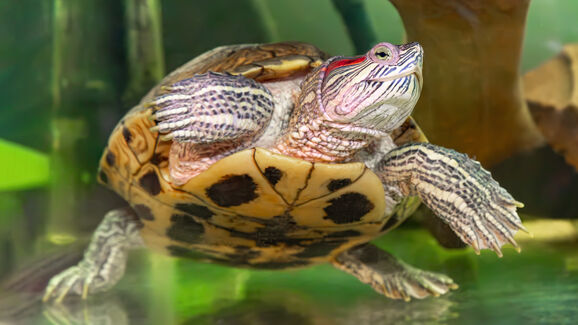 O que difere as tartarugas aquáticas e terrestres? 5 diferenças que vão além do habitat