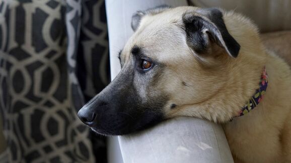 Cão deitado numa poltrona, com a cabeça apoiada no braço