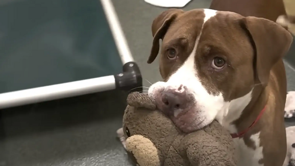 Peanut - Humane Society of Broward County