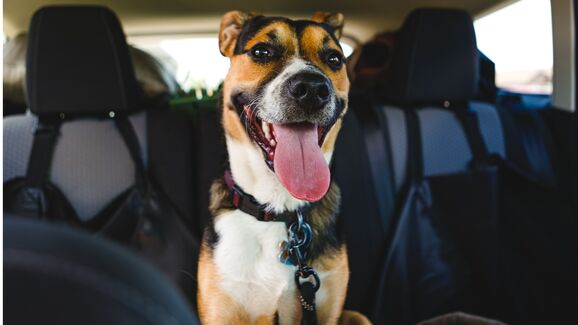 Sabia que é necessário ter um cinto de segurança para o seu cão? 