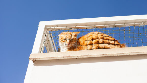 A sua varanda é à prova de quedas? Saiba como proteger o seu gato