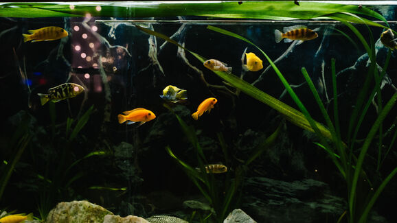 Tem peixes em casa? Conheça as 4 doenças mais comuns em aquário (e como identificá-las)