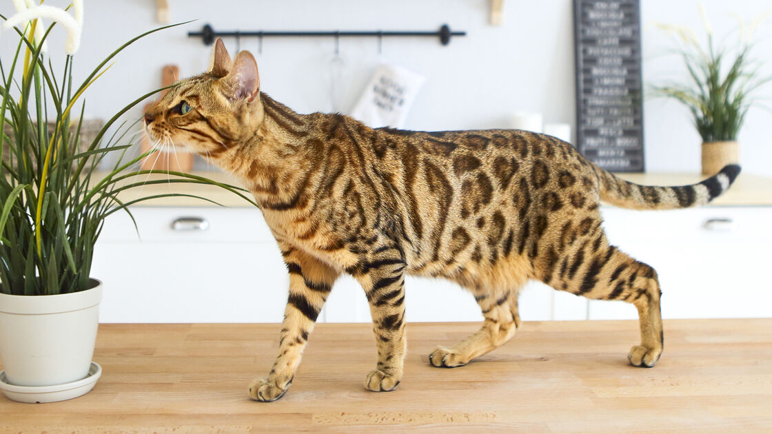 Bengal