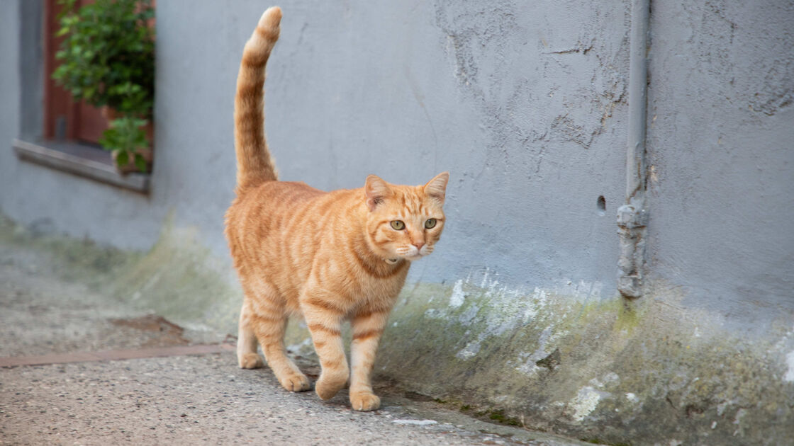 Gato Europeu Comum