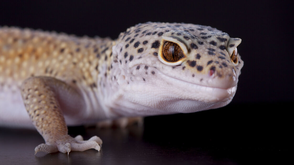 Gecko Leopardo