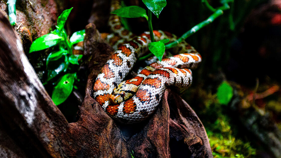 Cobra do Milho
