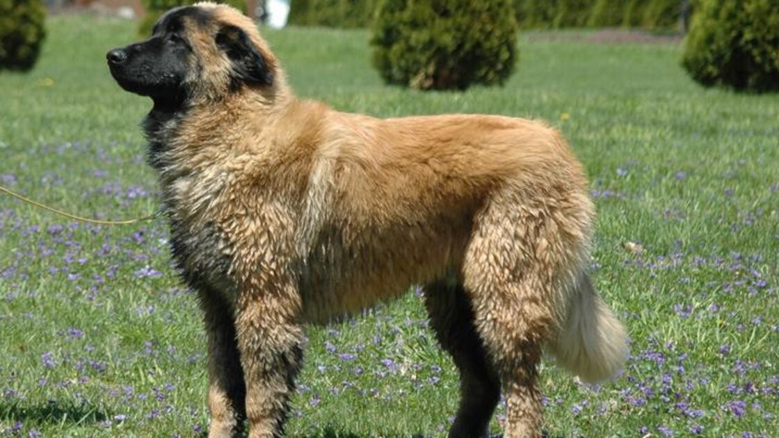 Cão da Serra da Estrela
