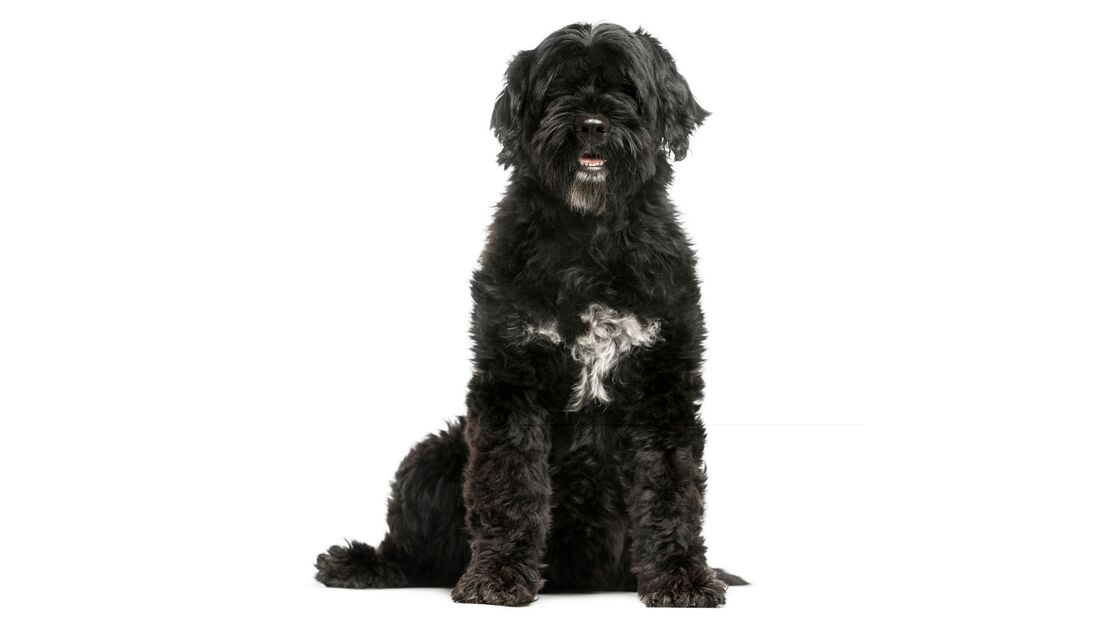 Cão de Água Português