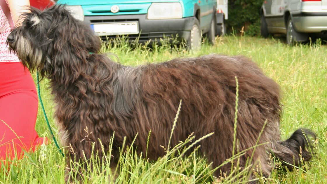 Cão da Serra de Aires