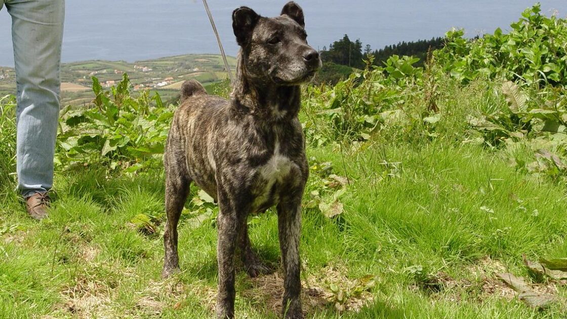 Cão de Fila de São Miguel
