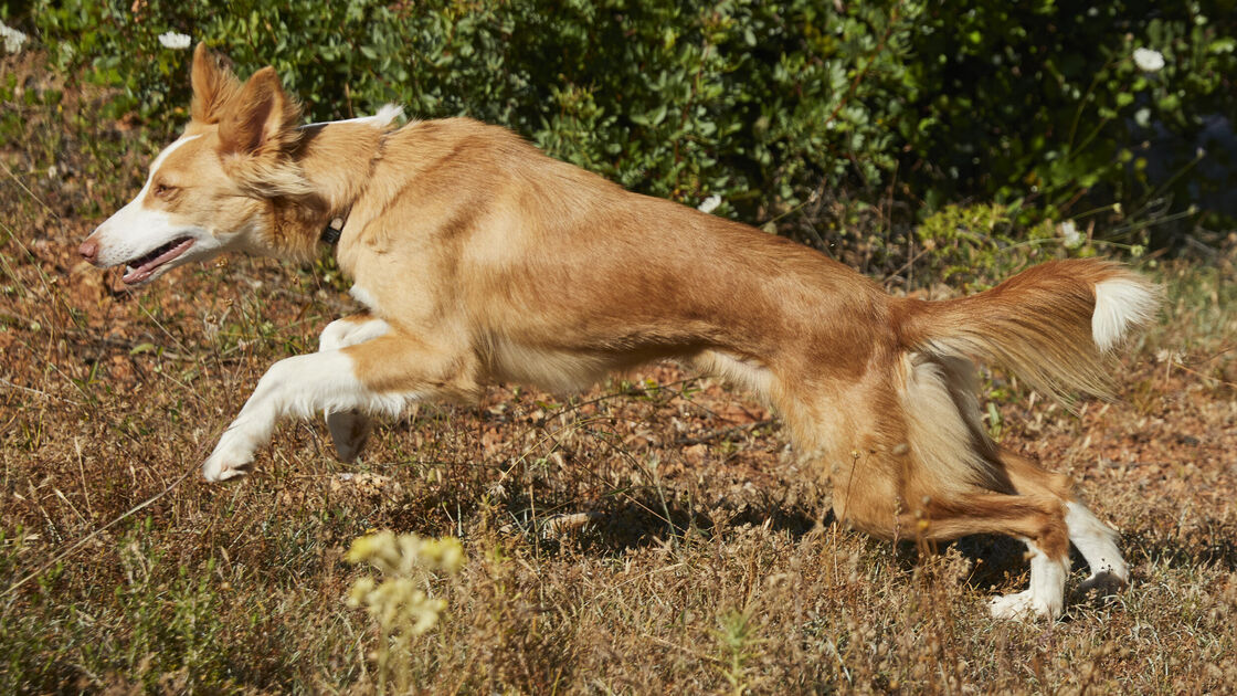 Cão do Barrocal Algarvio
