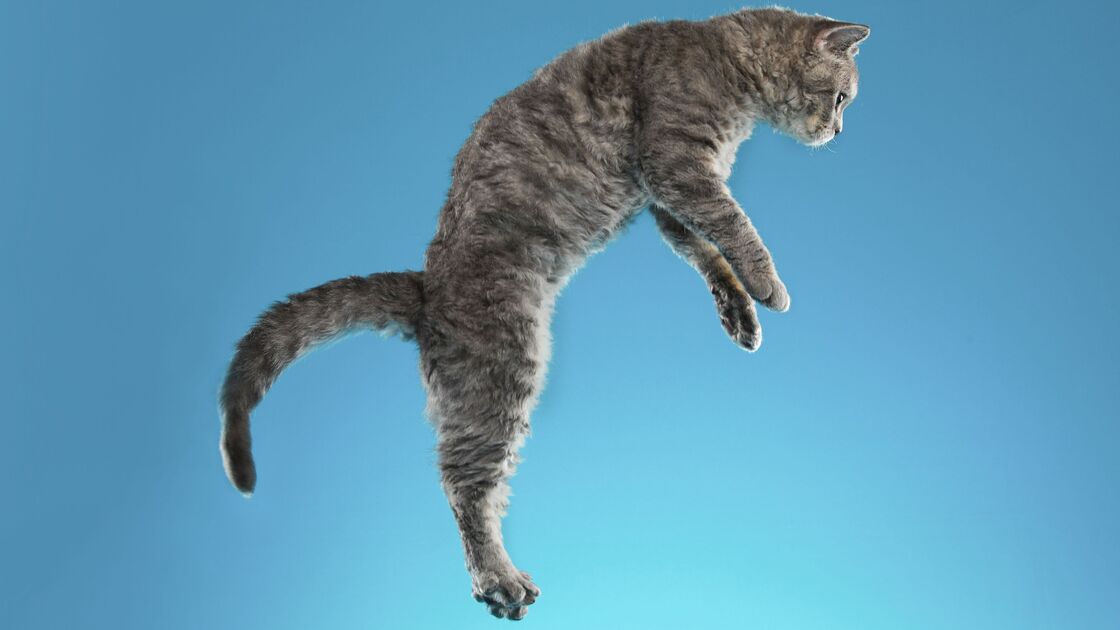 Afinal, porque é que os gatos caem sempre de pé? 