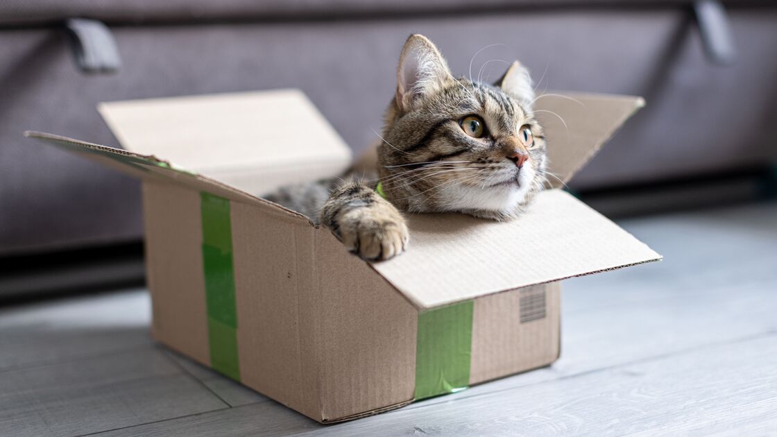 Afinal, porque é que a maioria dos gatos é obcecada por... caixas?