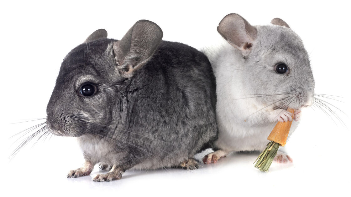 Duas chinchilas lado a lado, uma delas come uma cenoura