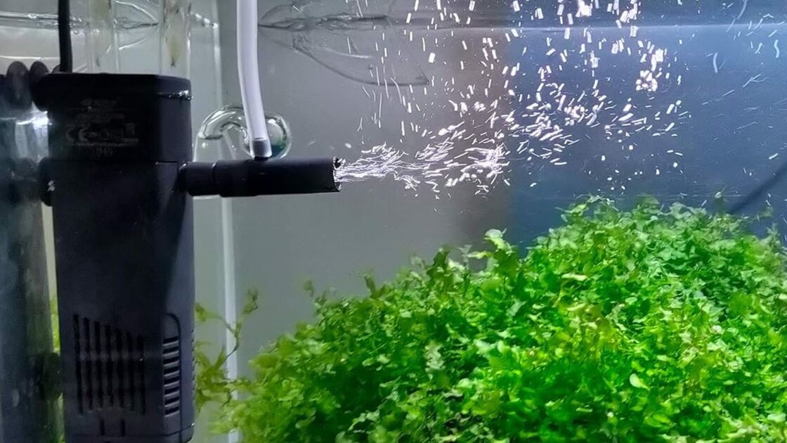 Aquário com filtro garante água limpa e um ambiente saudável para os peixes