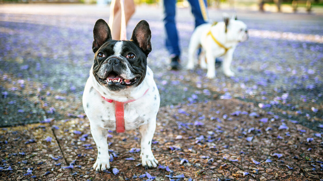 Pugs e bulldogs exigem cuidados especiais devido a problemas respiratórios