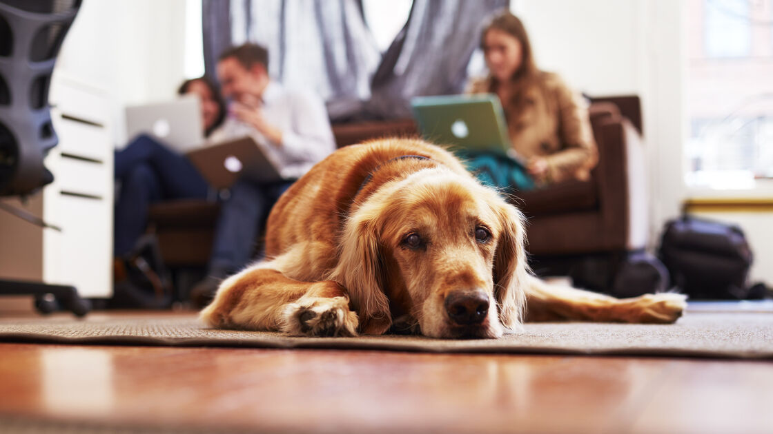 Animais stressados, imunidade fragilizada. Saiba como detetar os sinais e como remediar