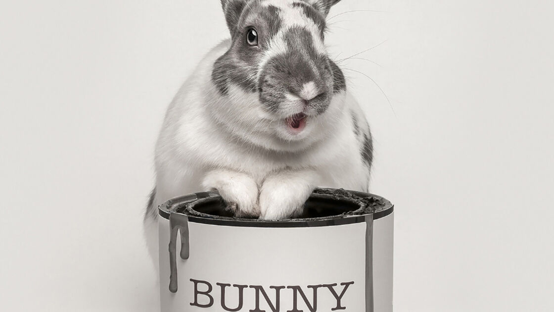Coelho dentro de uma lata de tinta para coelhos, vencedor do Pet Photography Awards 2025