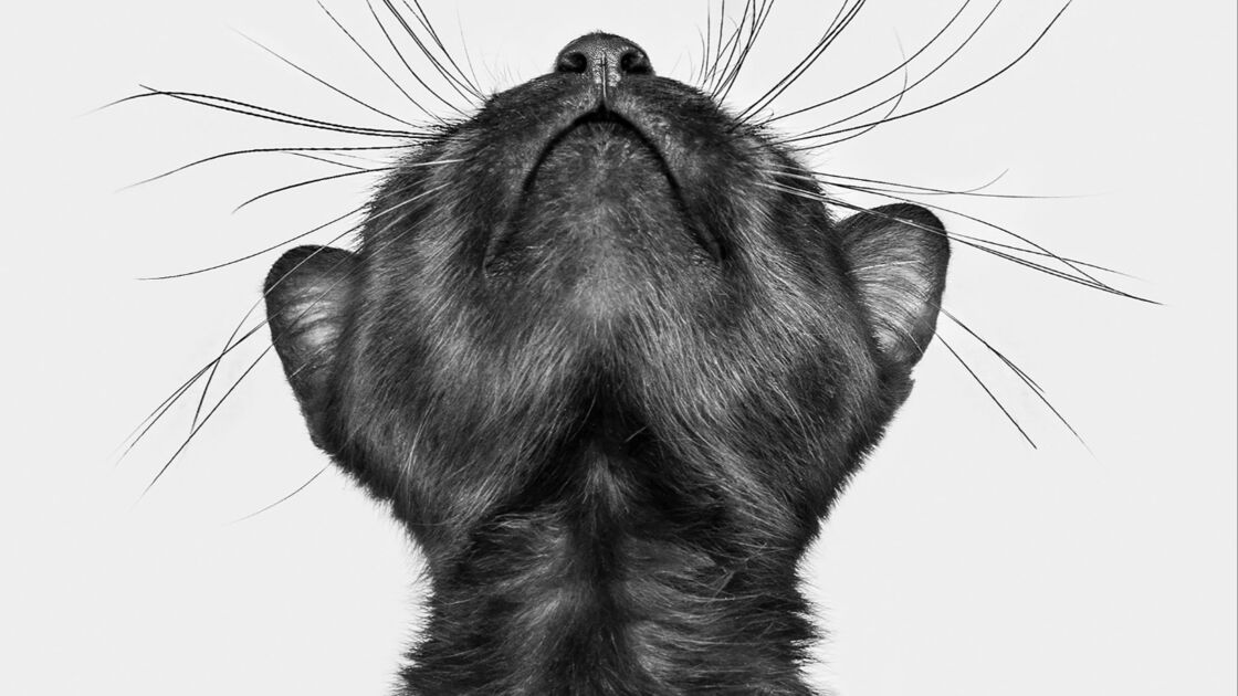 Gato preto em destaque nos Pet Photography Awards 2025.
