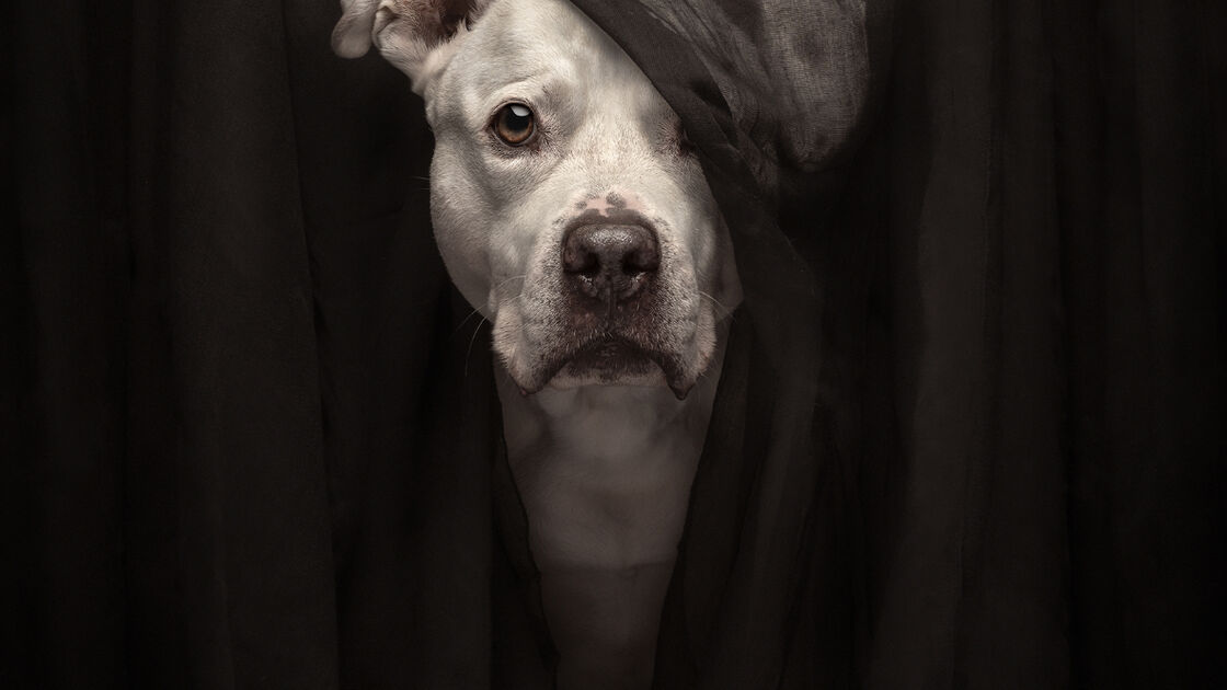 Concurso de fotografia profissional elege os melhores animais de estimação de 2025.
