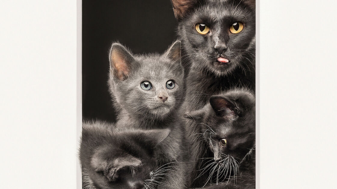 Fotografia vencedora de gatos no Pet Photography Awards 2025