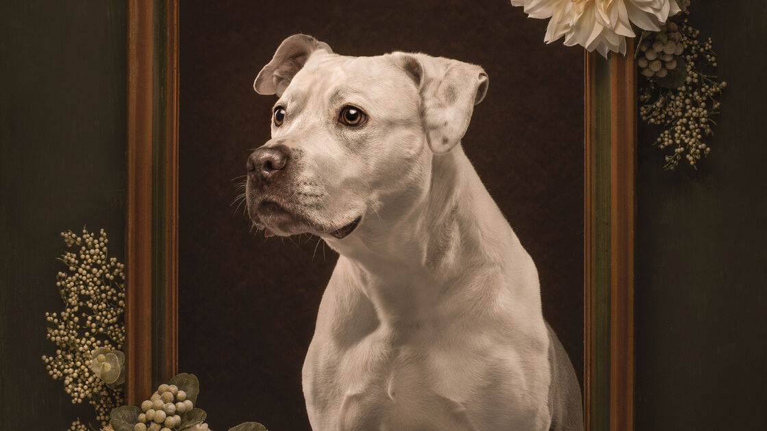 Fotografia de cão premiada no Pet Photography Awards 2025