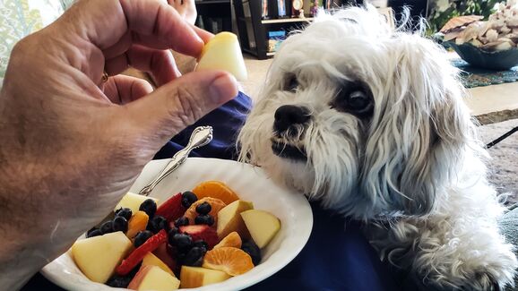O calor ainda não acabou. Ofereça um destes snacks frescos (e saudáveis) aos seus patudos!