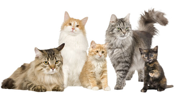 Gatos de diferentes raças