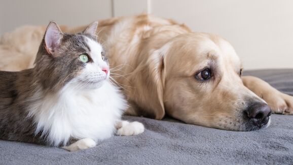 Cão e gato juntos no regresso às aulas