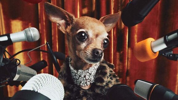 Giselle Pinscher, cadela de Luísa Sonza, é a estrela da capa da Dogue Brasil