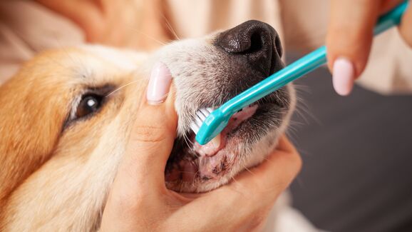 Mantenha o sorriso do seu cão saudável, com este kit