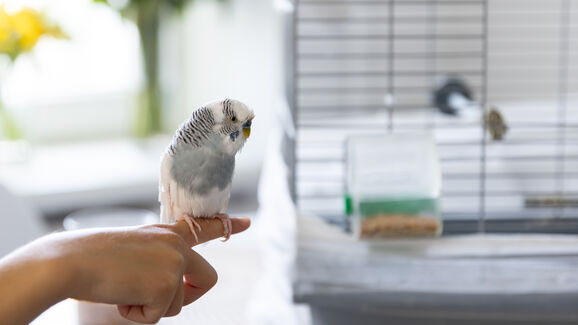 Pássaro pousado no dedo de uma pessoa perto da gaiola