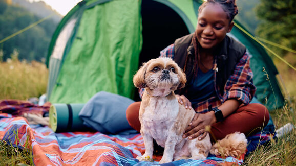 Costuma acampar com o seu cão? Estes são os cuidados que deve ter