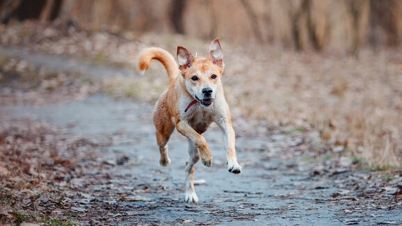 Cão a correr