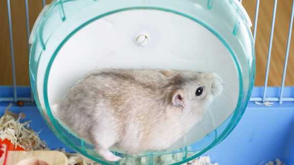 O seu pet tem um ambiente estimulante? Descubra como pode fazê-lo