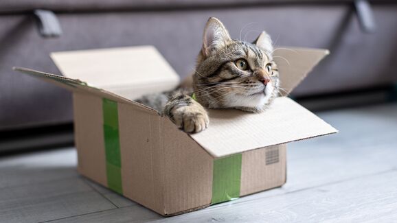 Afinal, porque é que a maioria dos gatos é obcecada por... caixas?